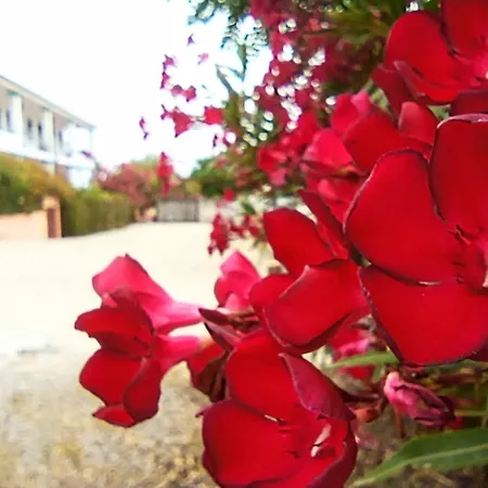Baja Azzurra ホテル バリ・サルド