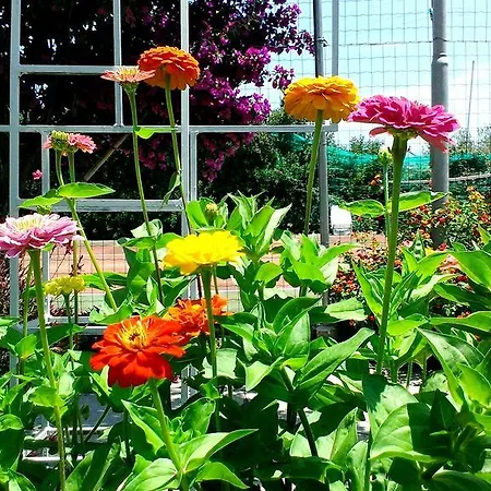 Baja Azzurra ホテル バリ・サルド